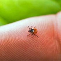 photo of a small tick probably an adult femail blacck-legged tick